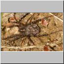 Pardosa amentata - Wolfspinne 07 mit Nachwuchs.jpg